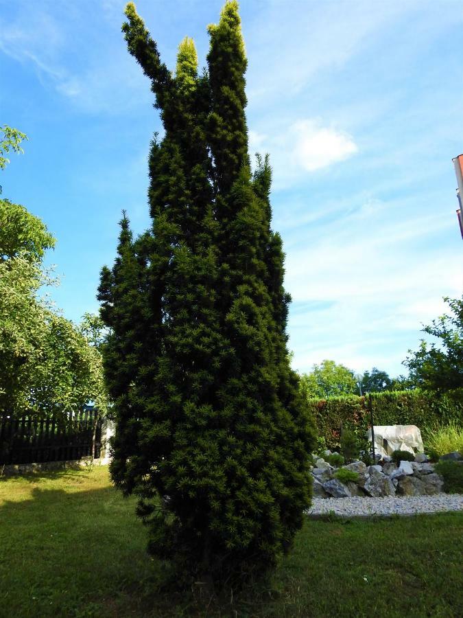 Sweet Dreams Apartment Varazdin Bagian luar foto